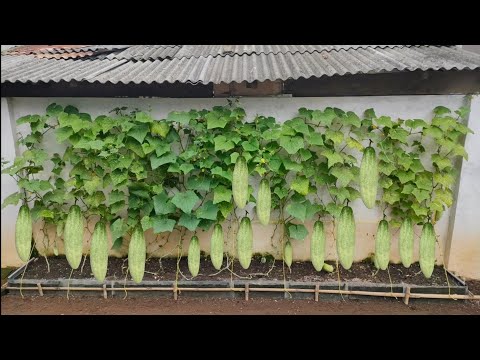 , title : 'cara menanam timun dari benih sampai panen  || how to grow baby cucumber'