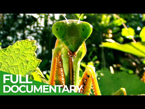 World's Biggest & Baddest Bugs