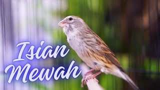 Download lagu MATERI LOMBA ISIAN MUEWAH ! MASTERAN KENARI ISIAN BLACKTHROAT GACOR DURASI PANJANG MUDAH DITIRU mp3