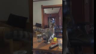 animales el gato enciende la aspiradora