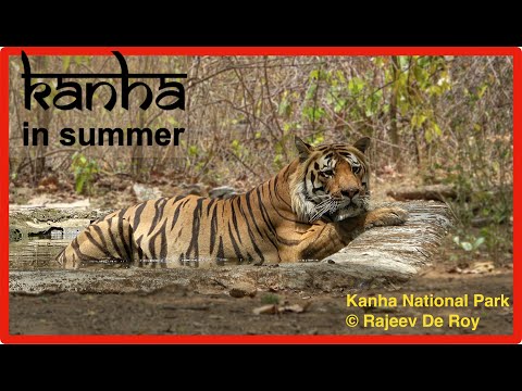 Summer in Kanha National Park