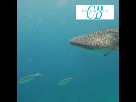 Voyage de groupe aux Philippines