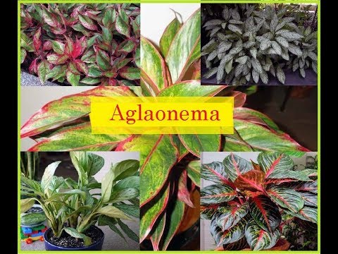 Aglaonema / Flower Gallery