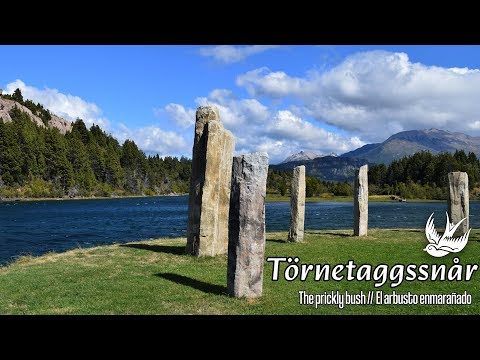 Vilsevind - Törnetaggsnår - Swedish folk music