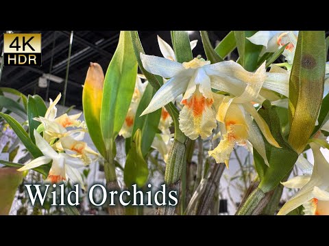 【4K HDR Orchid】 Wild Orchid Exhibition 2025 at Tsukuba Botanical Garden. #wildorchids #nativeorchids