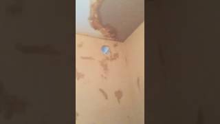 Video After bathroom skim