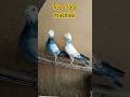 Madrasi Kabootar Pigeonlover Kabootar Pigeon Kabutar Indiankabooter Punjabi Kabootar