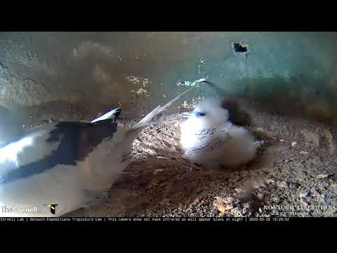 White-tailed Tropicbird Chick Nibbles At Adult's Long Tail Feathers – May 26, 2020