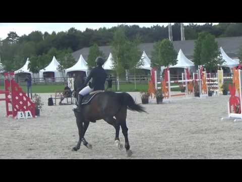 Casanova Casall X Contender stallion born 2011