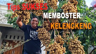 Download lagu RAHASIA SUKSES MEMBOSTER KELENGKENG mp3 Download lagu RAHASIA SUKSES MEMBOSTER KELENGKENG mp3
