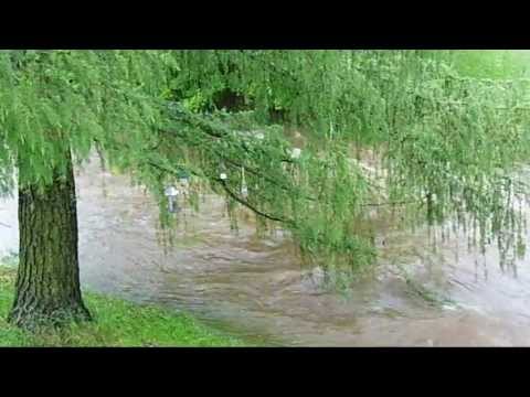 Vögel im Garten, Mai 2013, birds in my garden