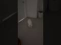 Donut S Good Morning Scream Is Always So Dramatic ️ Catlife Goodmorning Funnyvideos Catvideos