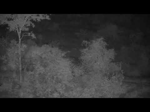 Djuma: Lions-audio only of S8 Male and Talamati Breakaways roaring - 23:20 - 11/26/2022