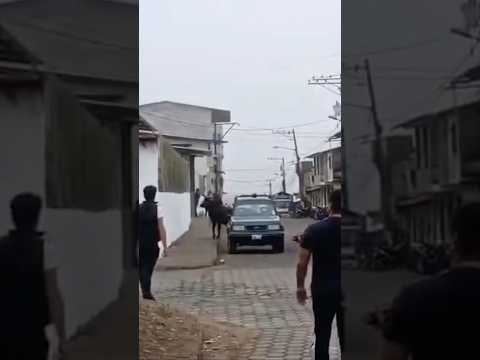 En Bolívar, un toro se escapó de sus dueños y provocó varios incidentes en el cantón Caluma.