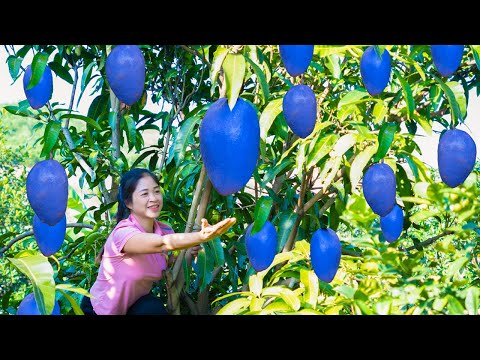 Harvest BLUE MANGO & Goes to the market sell - Cooking - Live with nature | Ly Tieu Van Daily Life
