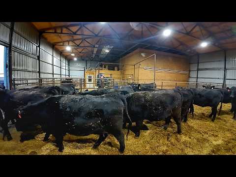 A Beefy Day at Sonne Farms