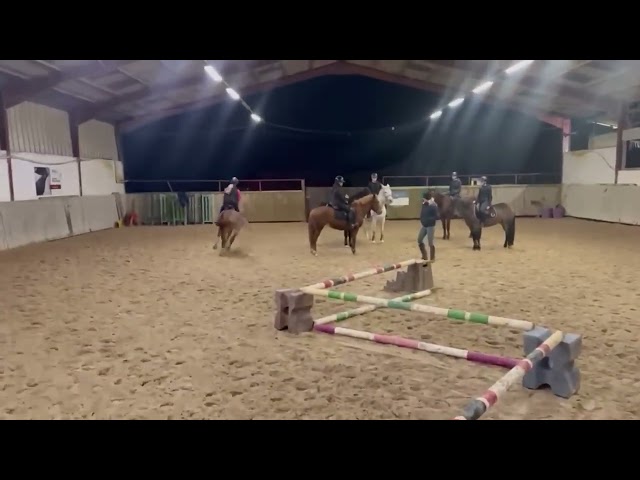 Ponette 4 ans Welsh part-bred