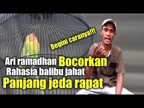 cara mencetak lovebird balibu jeda rapat rasa konslet