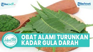 Obat Alami Turunkan Kadar Gula Darah dengan Daun Mimba, Inilah Manfaat untuk Kesehatan Tubuh
