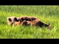 Bears Nursing 2921 MOV