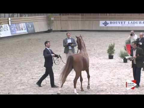 N.90 AMMAR EL MABROUKA - DEAUVILLE 2015 - Stallion 4-7 years old (Class 10)