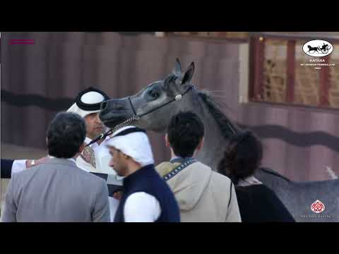 N 17 SHMAL AL RAYYAN   Katara Int  Arabian Peninsula Horse Show 2022   Yearling Fillies Class 1A