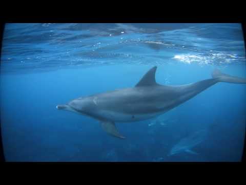 全天球イルカ03