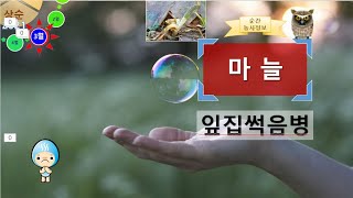 [농사정보(3월 상순)]  마늘_잎집썩음병