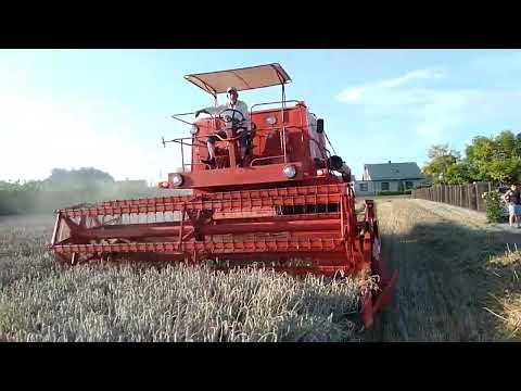 Żniwa 2023. Bizon Z056 Super w akcji. pszenica Keitum/Campesino.