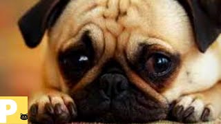 Cachorro chorando - Som de cachorro chorando - efeito sonoro-barulho de cachorro chorando- V1k1-Yn4n