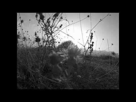 Wild Life Festival #003