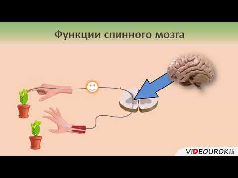 52  Строение и функции спинного мозга