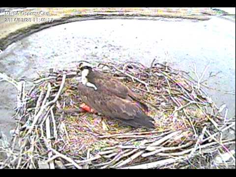 MNSA Osprey-Cam: 3/28/14 First Goldfish to Nest