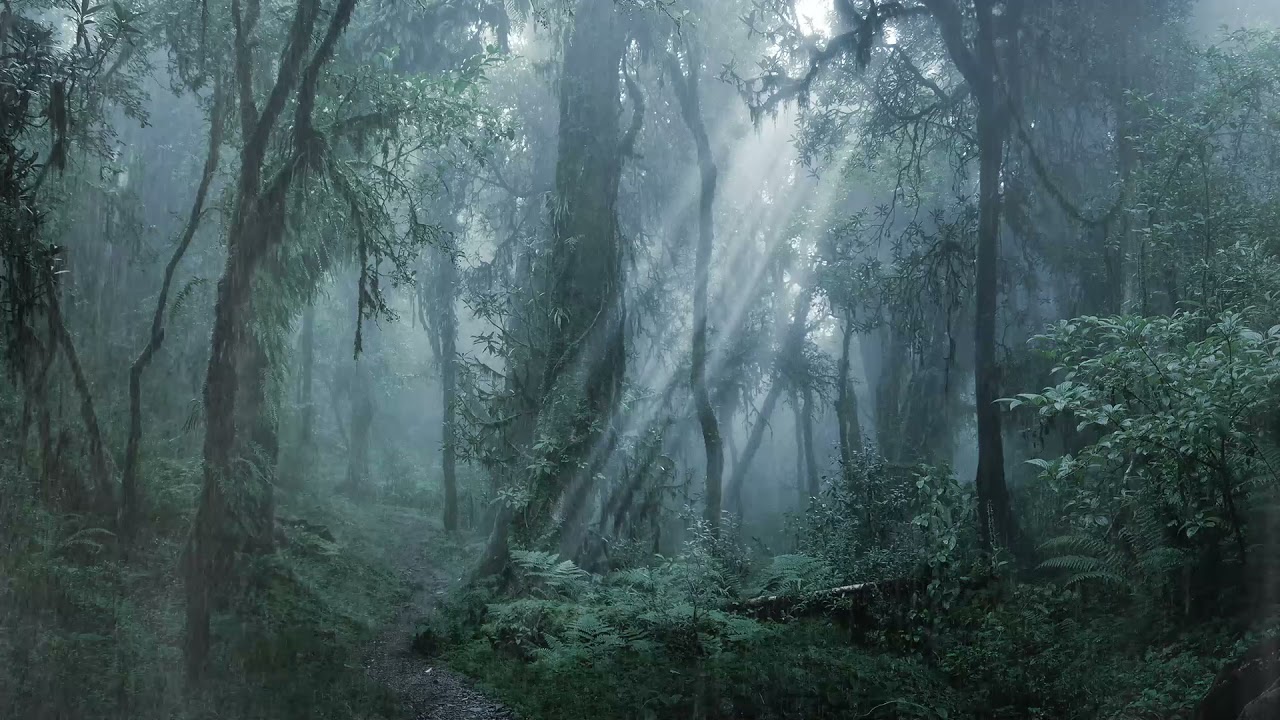 [環境音/ASMR]雨の降る音、生活音、森の音3時間/自然音#雨音  #環境音 #雨ASMR
