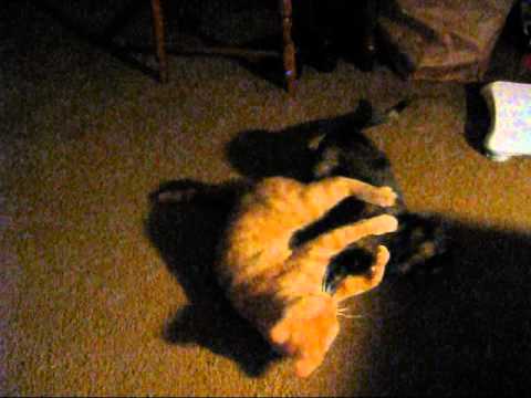 Anshu and Najat: A Love Story