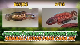 Download lagu Causes and how to treat bent Channa Auranti - do this and it will be straight again. mp3