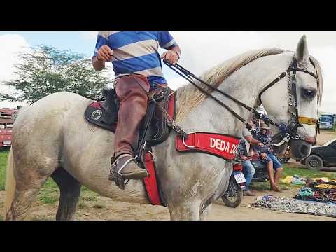 FEIRA DE CAVALOS EM CACHOEIRINHA-PE. 30-04-2026 #nordeste 
