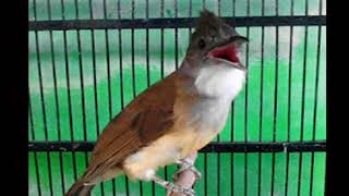 Download lagu Cucak Jenggot isian Gereja Tarung mp3