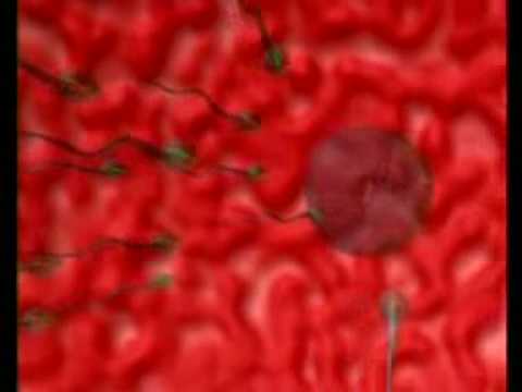 Naucna cuda u KUR'ANU     ALLAH(BOG)    6 OD 8