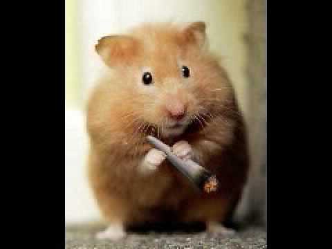 Scratchi feat. Crazy Soul & Double D - Mein Hamster ist ein Junkie (Freetrack).AVI