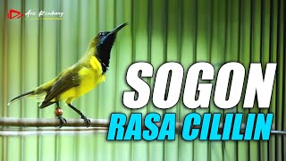 Download lagu SOGON RASA CILILIN MASTERAN POL MEWAH TANPA IKLAN mp3