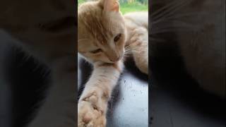 Download lagu kammali kama thiyena 😸😸 mp3