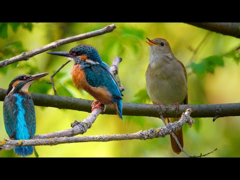 𝙏𝙑 for cats [8H] - Birds for cats - The best entertainment for cats - Fun for cats