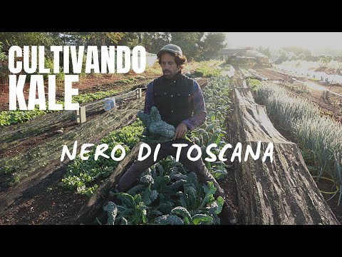 Cultivando Kale | Nero di Toscana, una variedad perfecta para manojos.