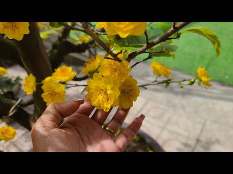 Lặt Lá Mai Sáng Sớm 06/01/2023, 16 ngày trước tết.