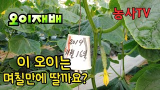 오이 며칠만에 딸까요? 오이재배, 겨울오이재배 [농사TV]