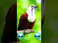 Strange bird👽😱👽#shorts #shortvideo #animals #subscribe