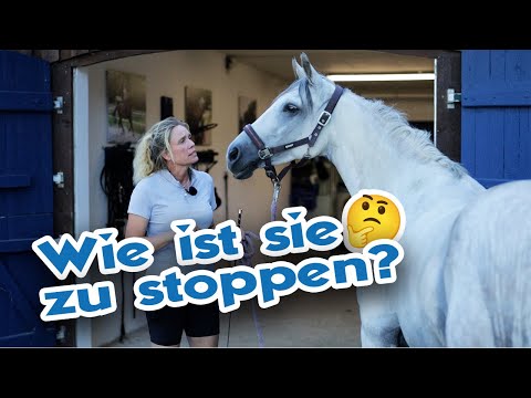 , title : 'Stute muss immer gebremst werden und rennt nur unterm Reiter - Reiterin wünscht sich mehr Harmonie'