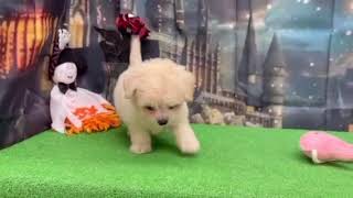 ハーフ犬の動画01