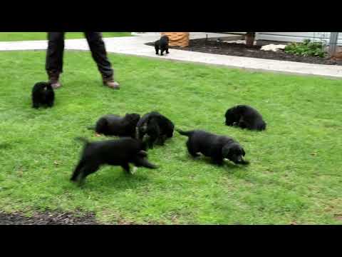 Bernese Golden Mountain Dog Puppies For Sale Ephraim Stoltzfus